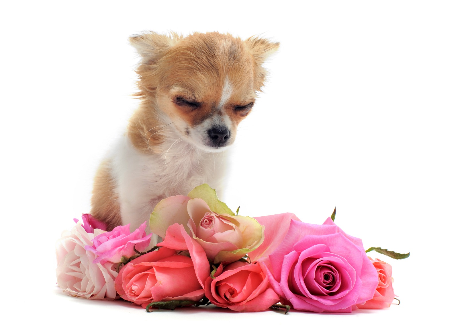 Pet Cremation Services Malaysia